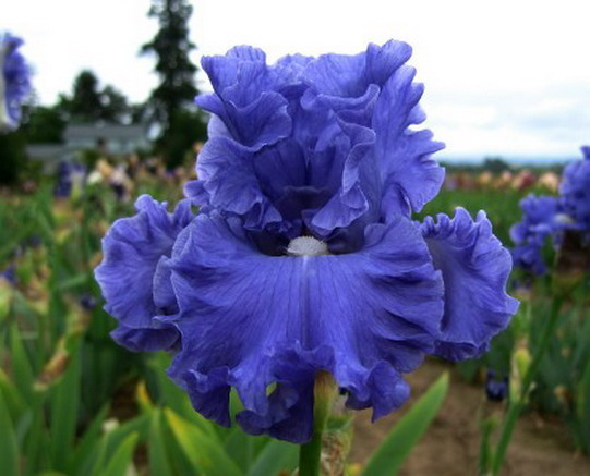 LYNETTE BLUE
